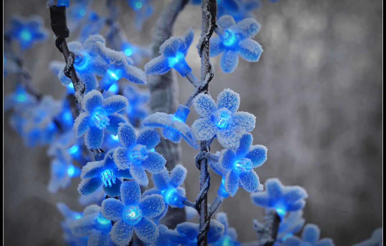 Snowy Flowers Wallpapers Top Free Snowy Flowers Backgrounds