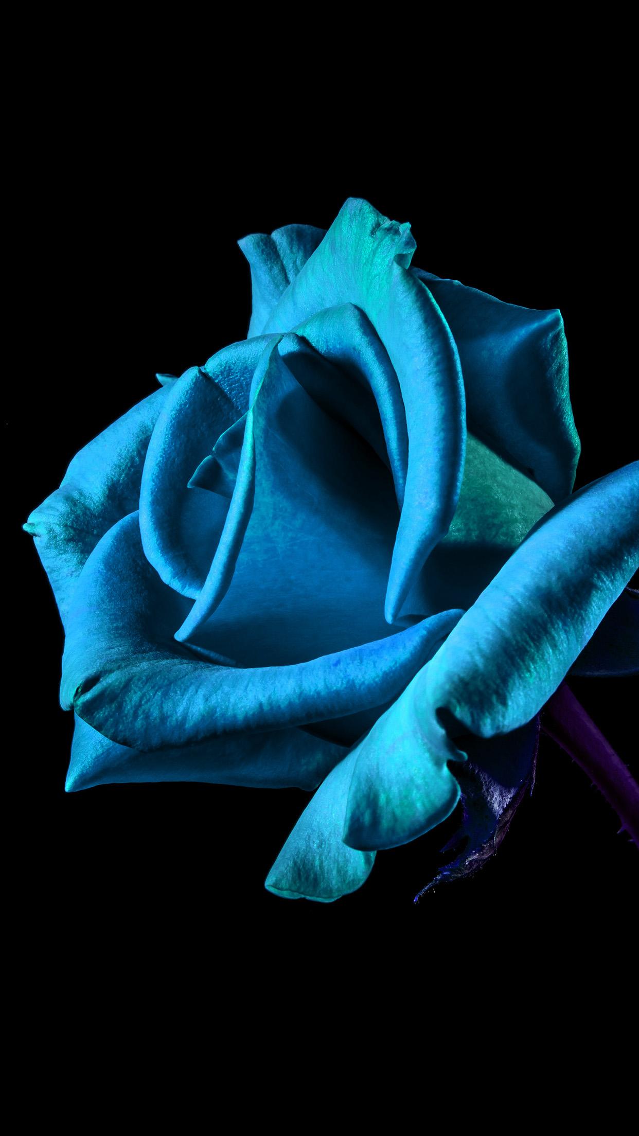 Teal Rose Wallpapers Top Free Teal Rose Backgrounds WallpaperAccess