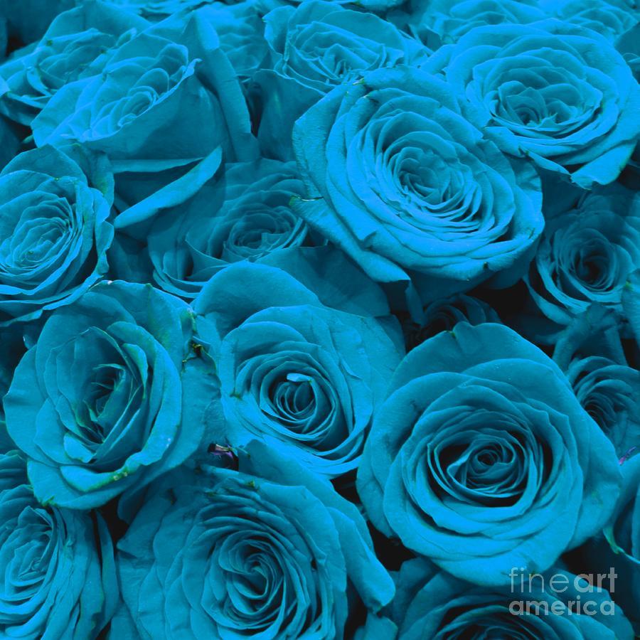 Teal Rose Wallpapers Top Free Teal Rose Backgrounds WallpaperAccess