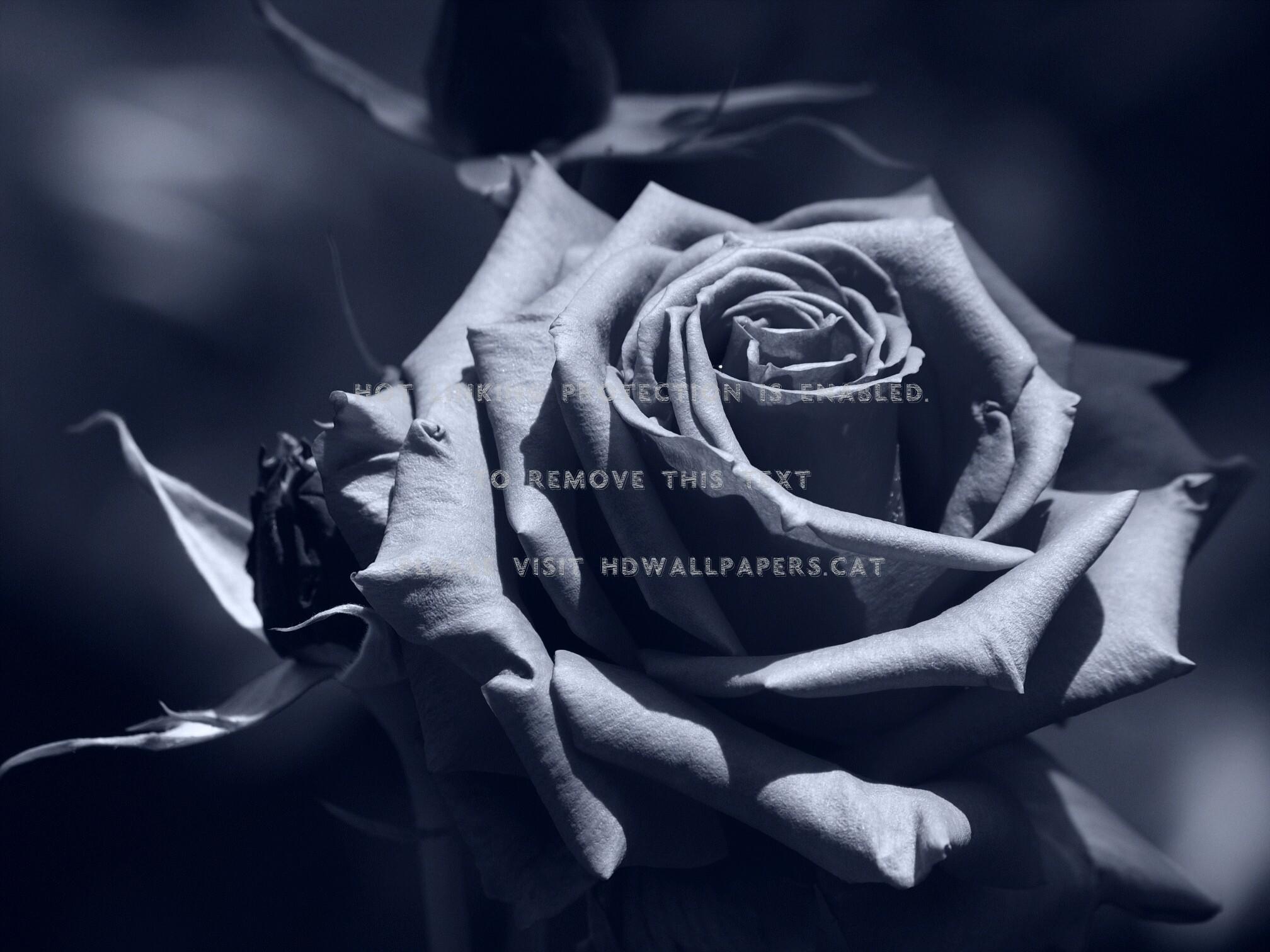 Teal Rose Wallpapers Top Free Teal Rose Backgrounds WallpaperAccess