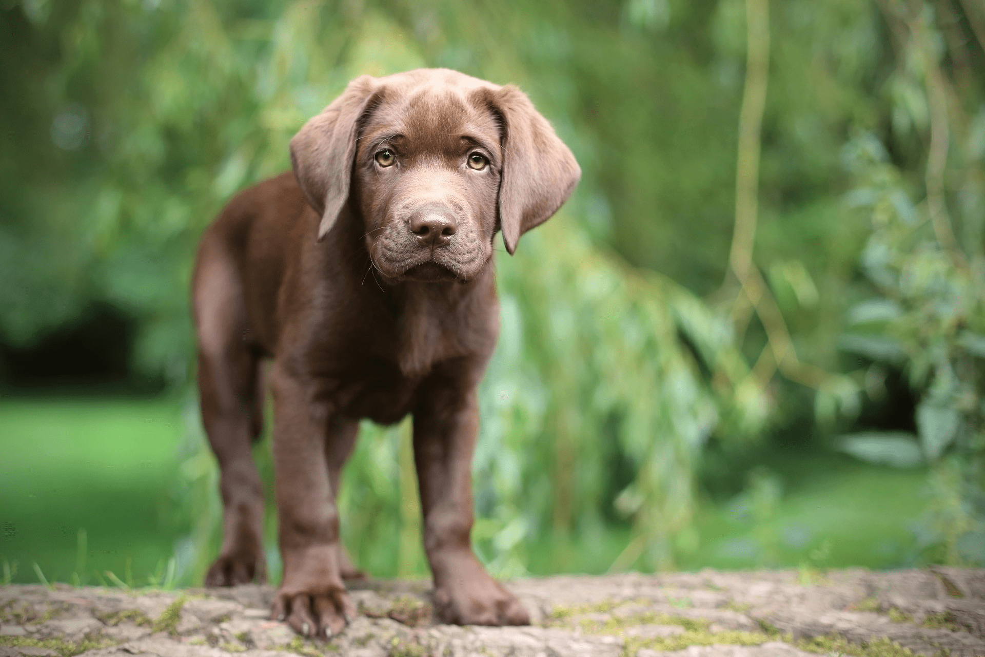 Chocolate Lab Puppies Wallpapers Top Free Chocolate Lab Puppies