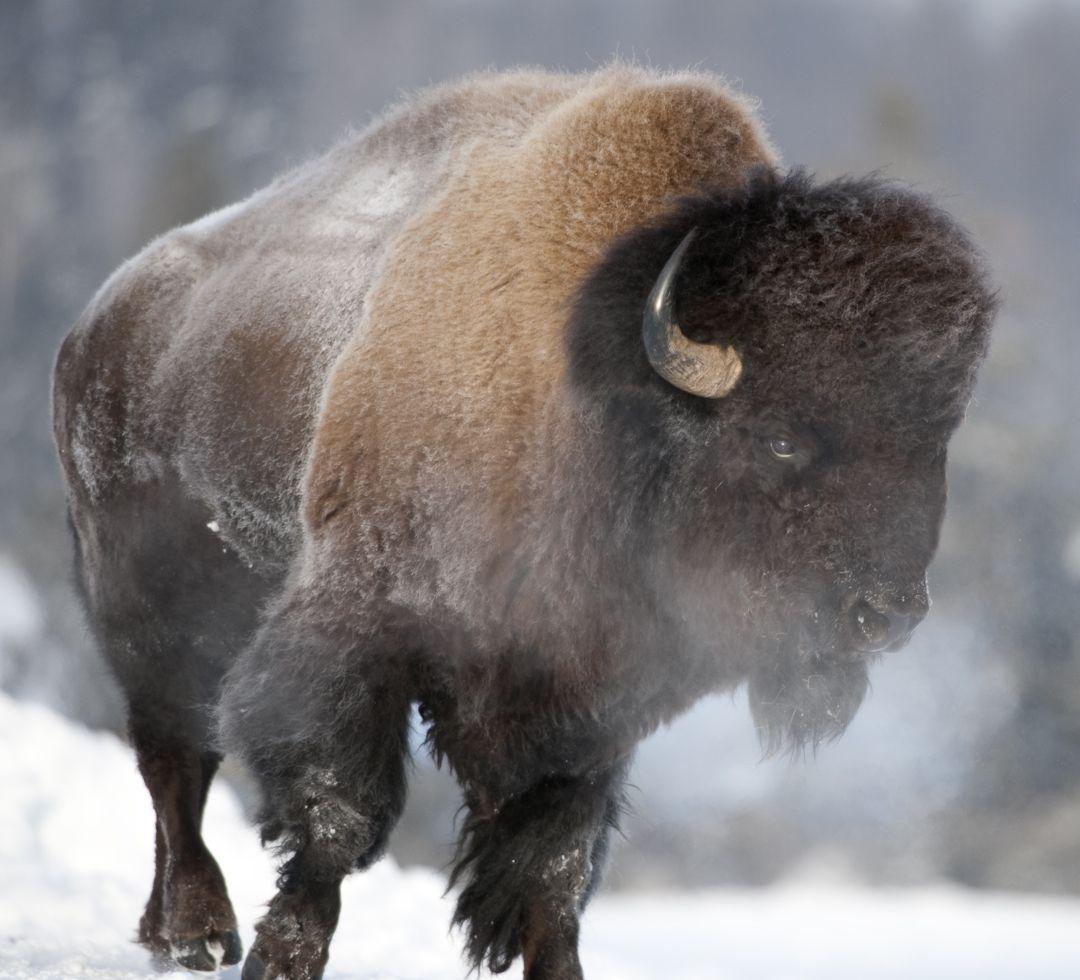 Native American Bison Wallpapers Top Free Native American Bison