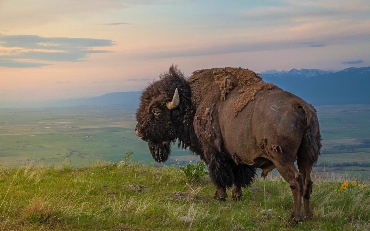 Native American Bison Wallpapers Top Free Native American Bison
