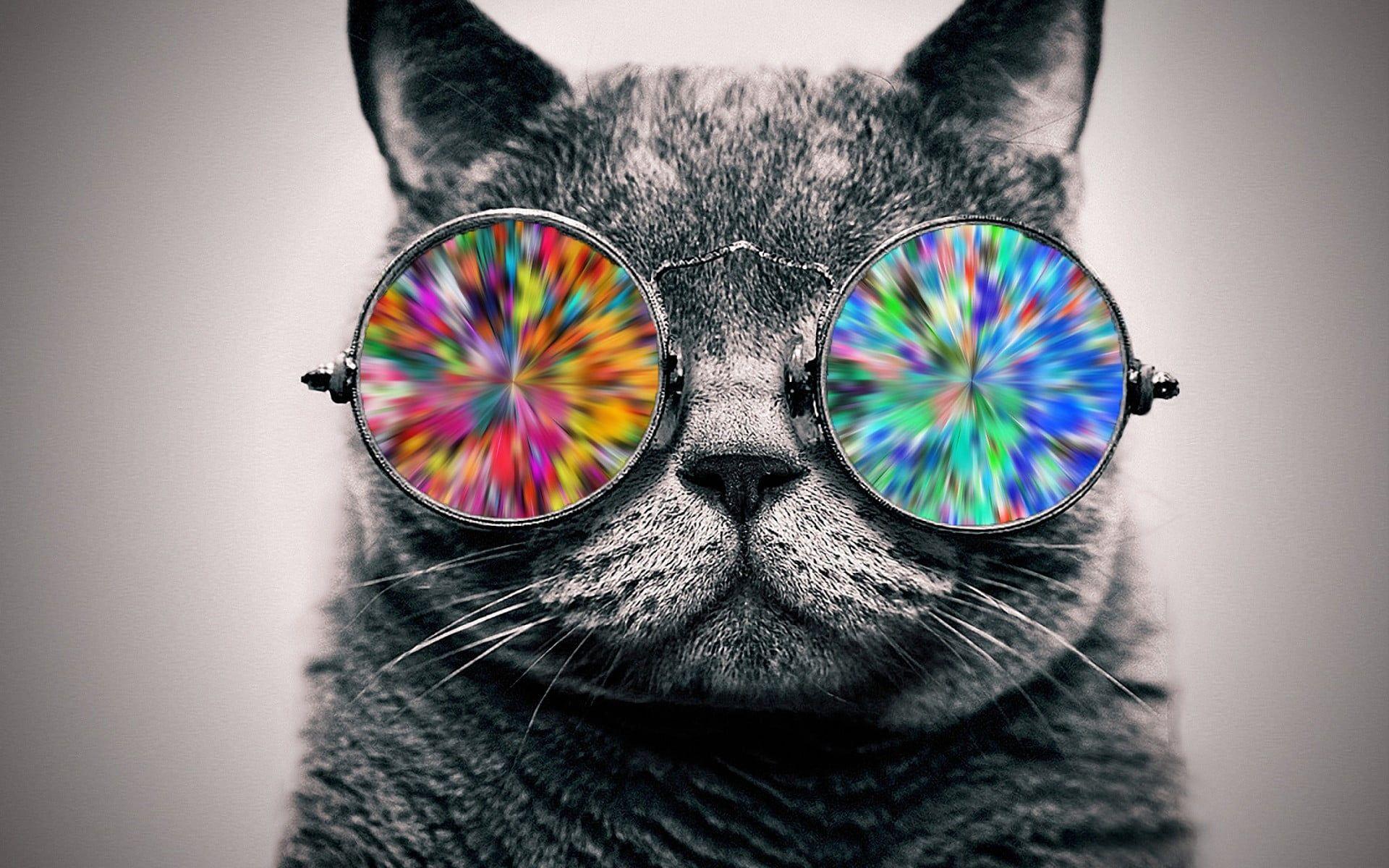 Cat with Glasses HD Wallpapers Top Free Cat with Glasses HD