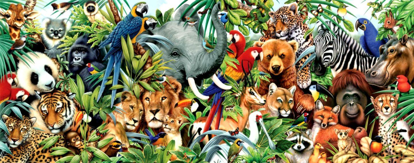 Safari Animals Wallpapers Top Free Safari Animals Backgrounds