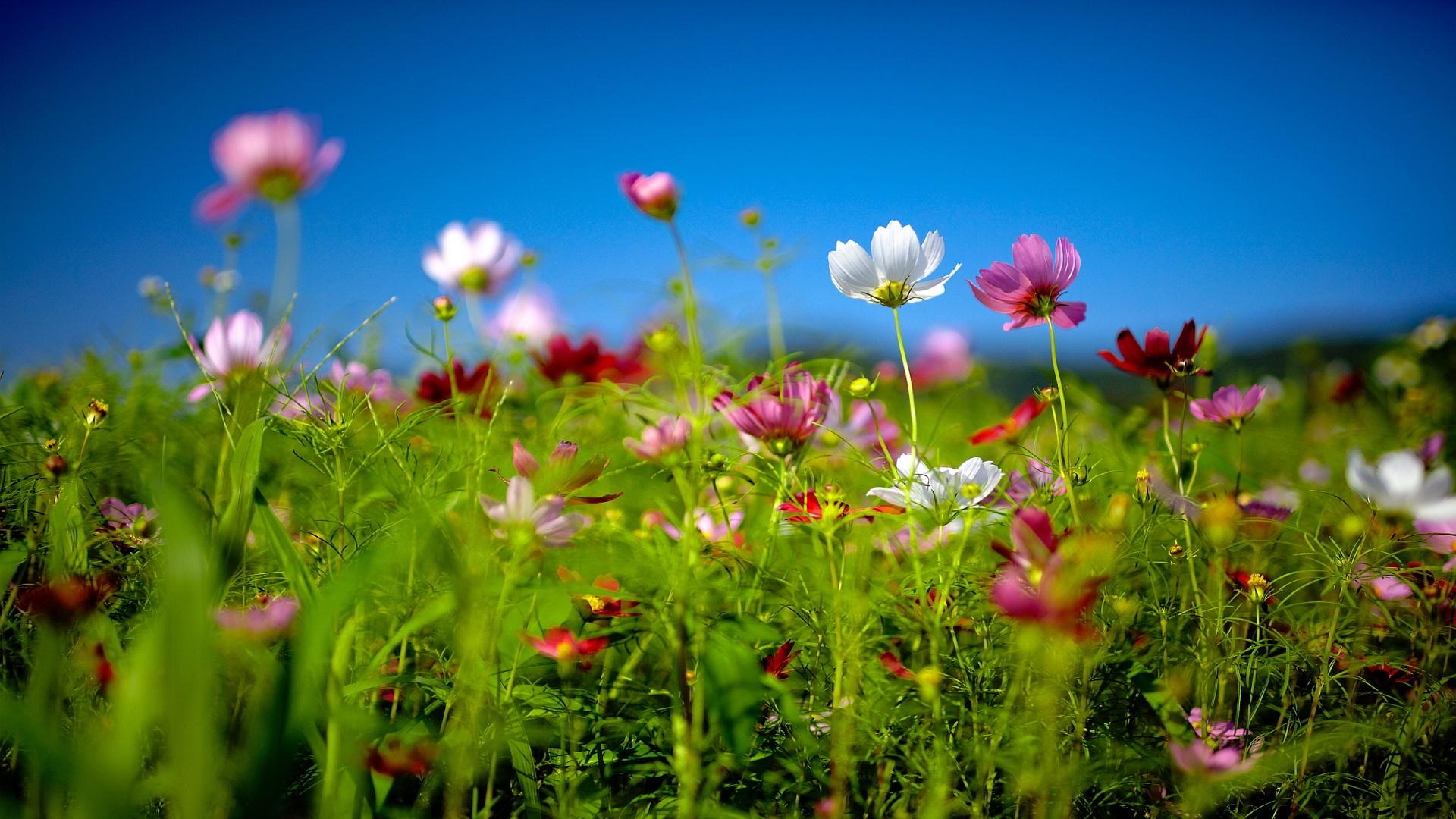Beautiful Summer Flower Desktop Wallpapers Top Free Beautiful Summer