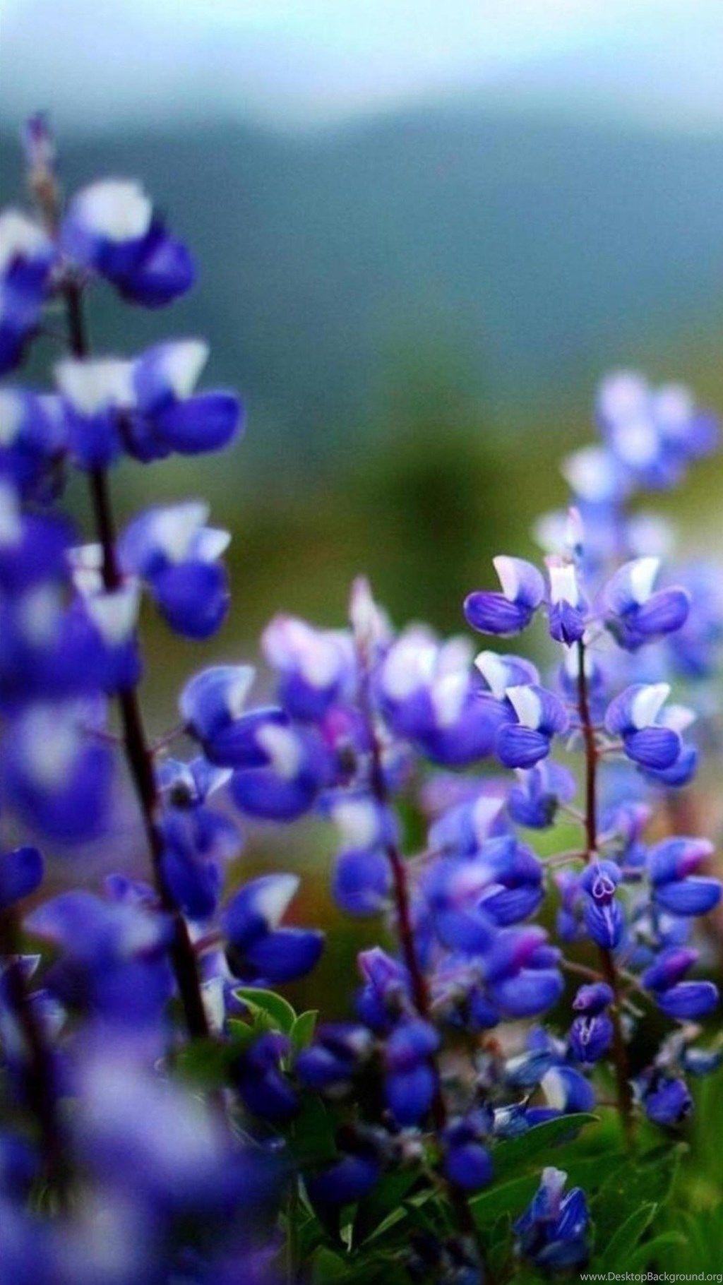 Flowers Phone Wallpapers Top Free Flowers Phone Backgrounds