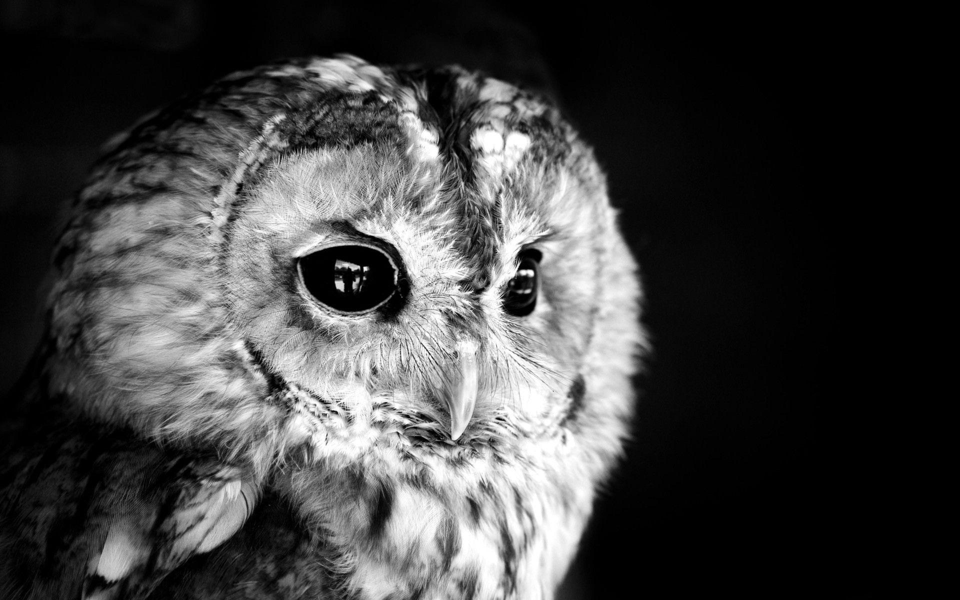 30+ Trends Ideas Wallpaper Owl Black Background Awakening Stars