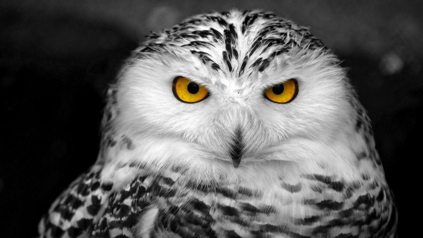 Black and White Owl Wallpapers Top Free Black and White Owl