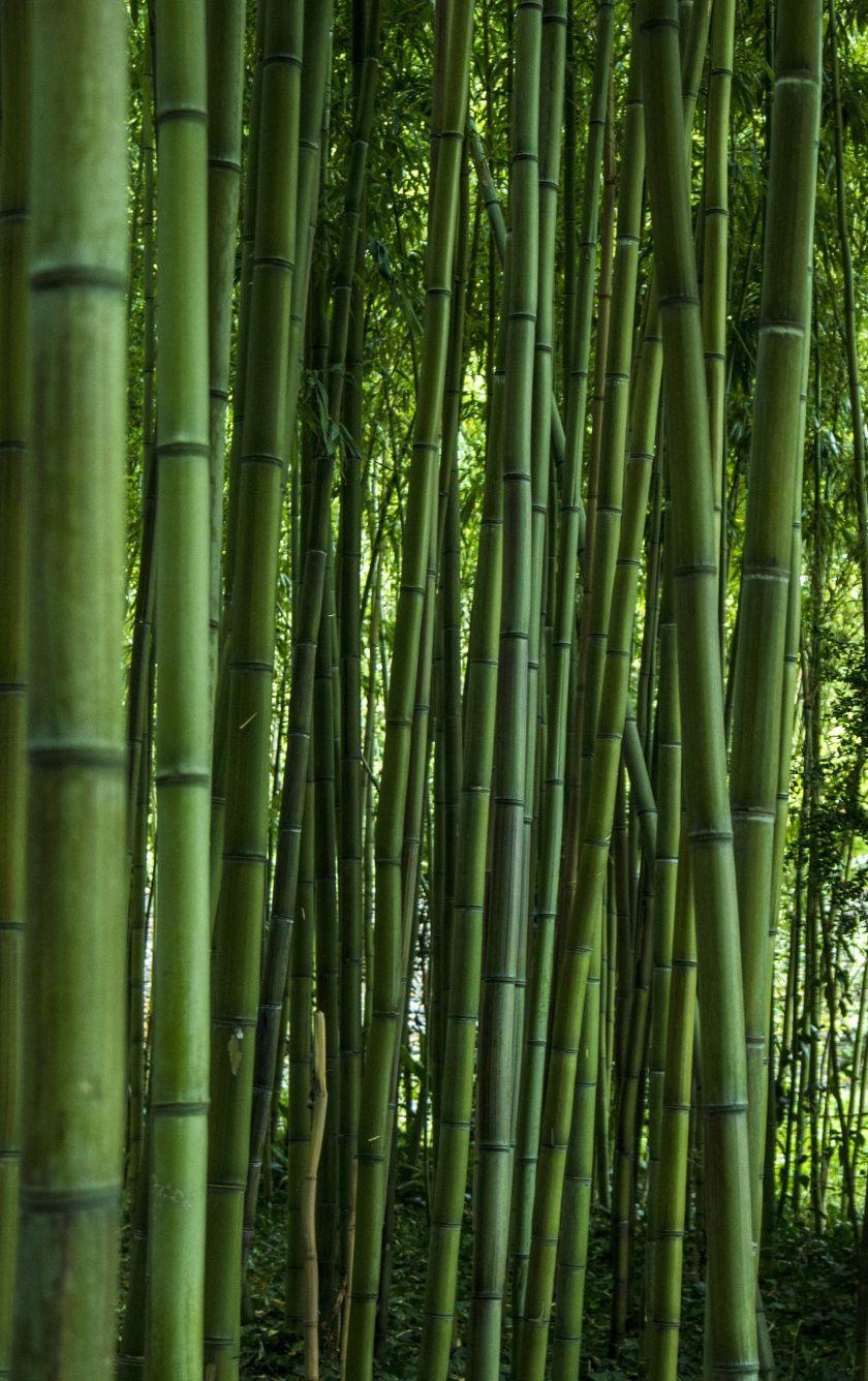 Bamboo iPhone Wallpapers Top Free Bamboo iPhone Backgrounds