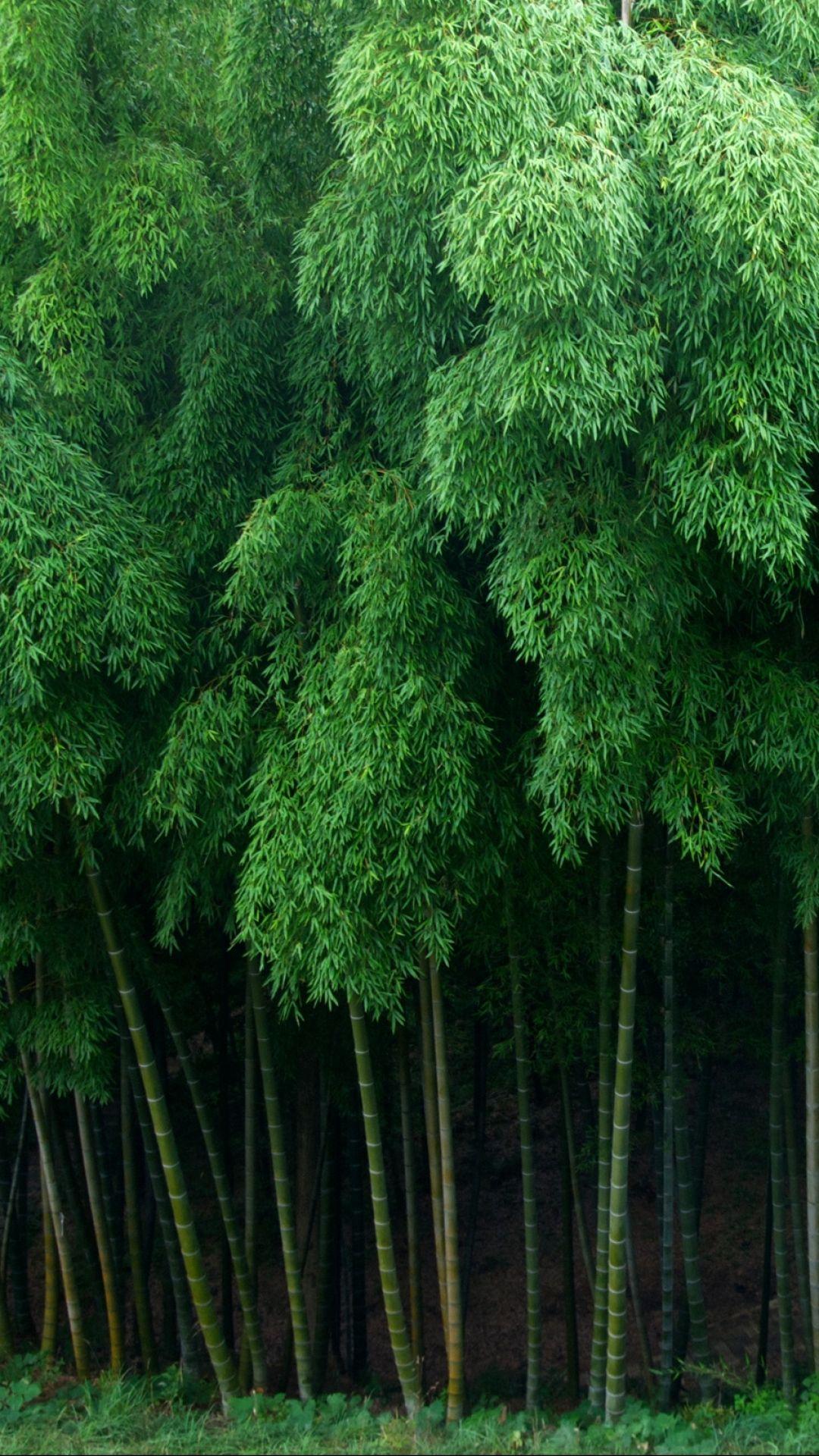 Bamboo iPhone Wallpapers Top Free Bamboo iPhone Backgrounds