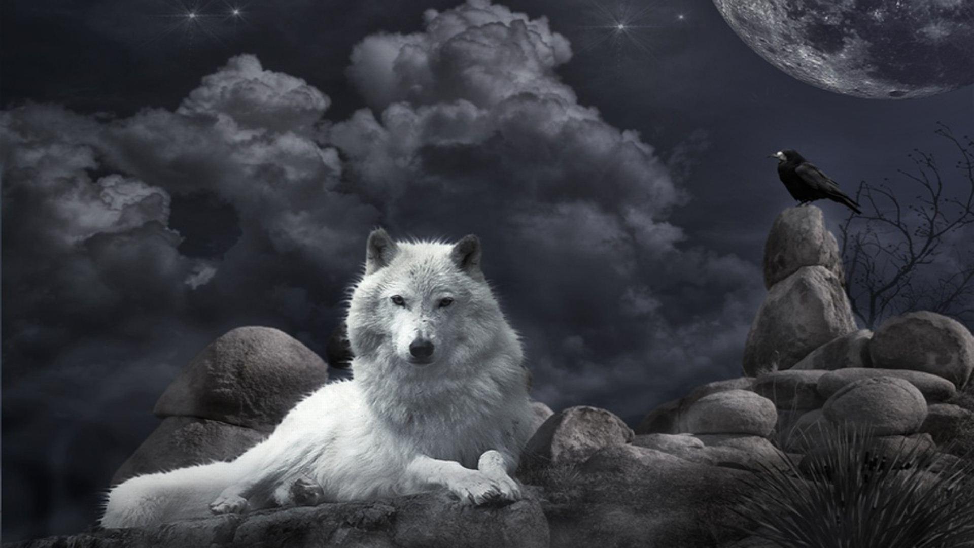 Fox and Wolf Wallpapers Top Free Fox and Wolf Backgrounds