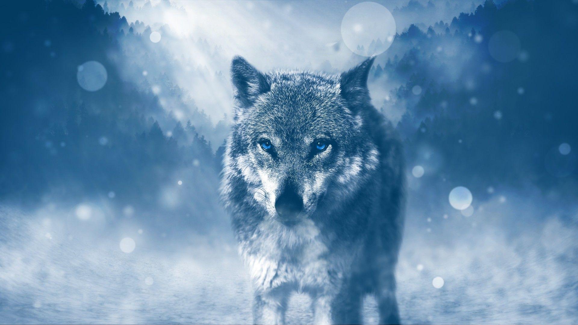 Fox and Wolf Wallpapers Top Free Fox and Wolf Backgrounds