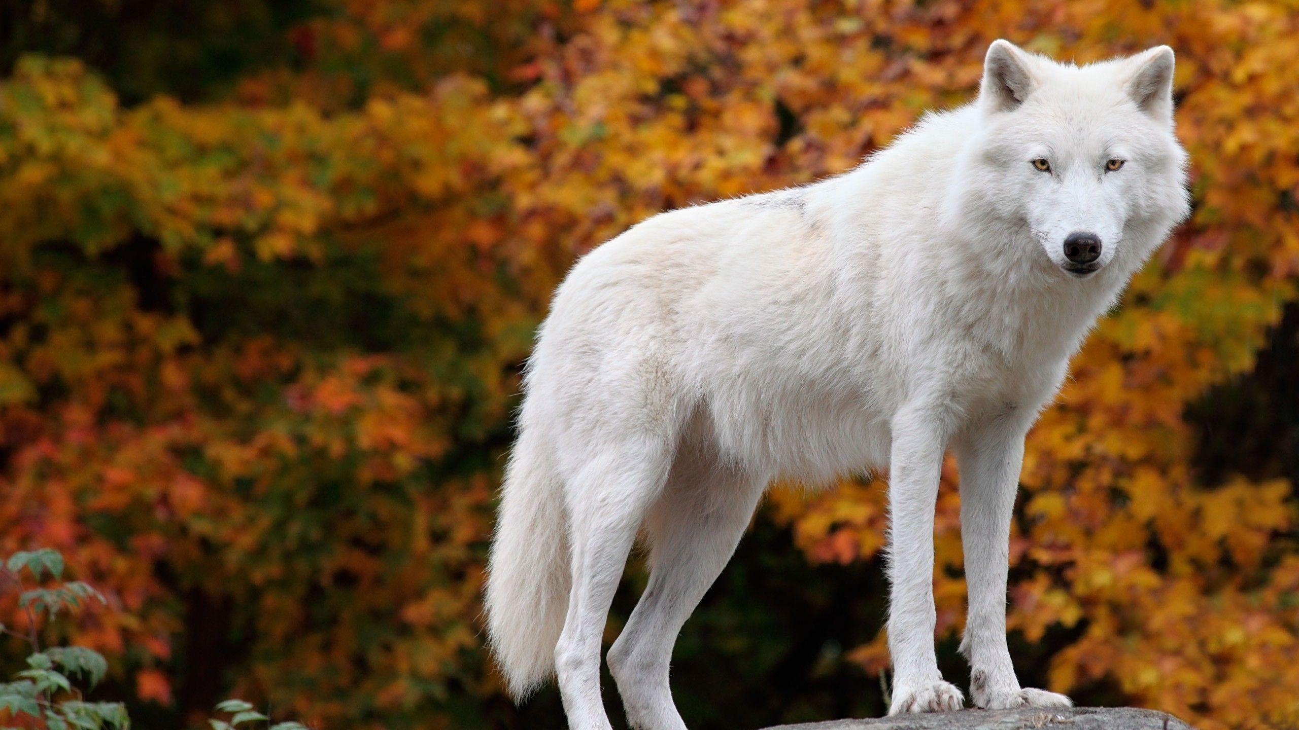 Fox and Wolf Wallpapers Top Free Fox and Wolf Backgrounds