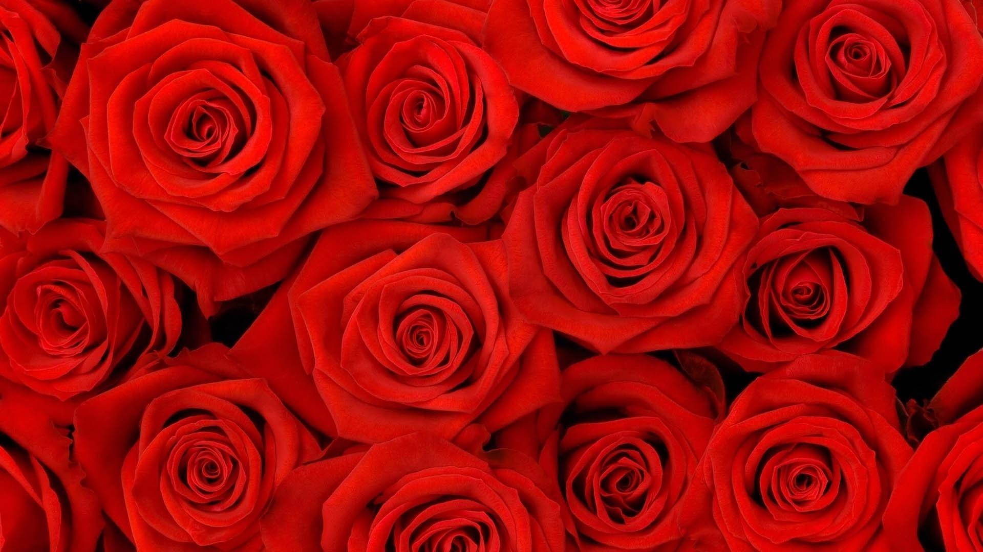 Bloody Flower Wallpapers Top Free Bloody Flower Backgrounds