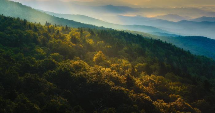 Dark Forest 4K Ultra HD Wallpapers - Top Free Dark Forest 4K Ultra HD ... Download youtube music mp3