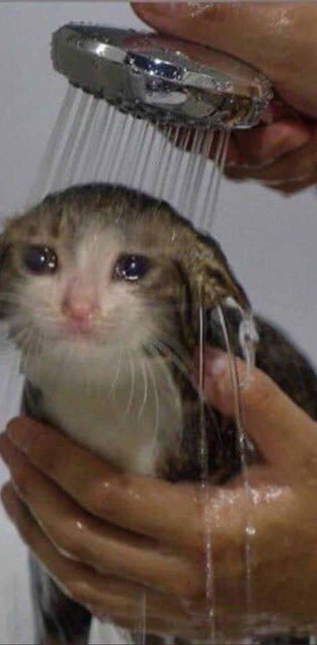 Crying Cat Wallpapers Top Free Crying Cat Backgrounds WallpaperAccess