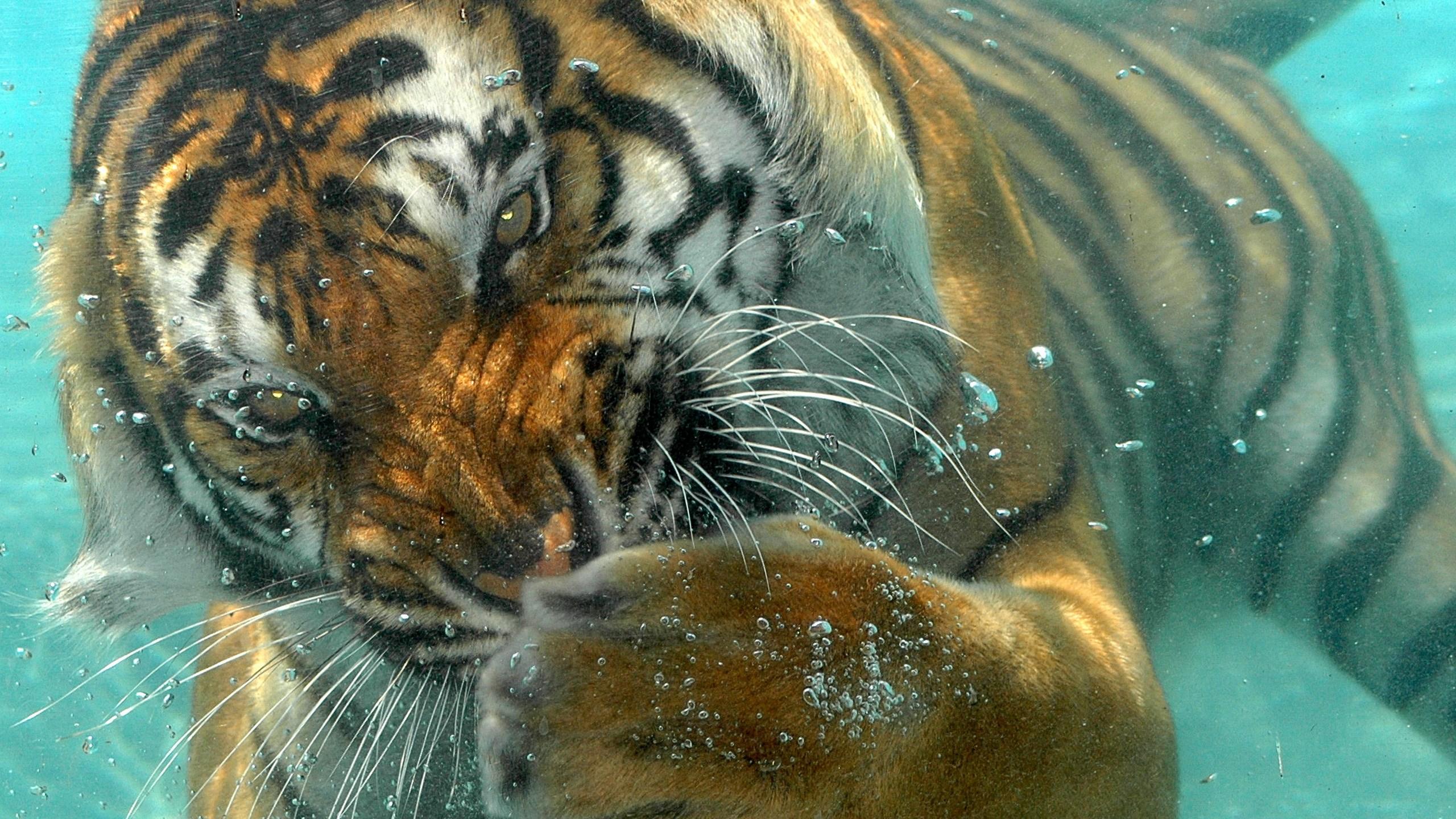 White Tiger Underwater Wallpaper