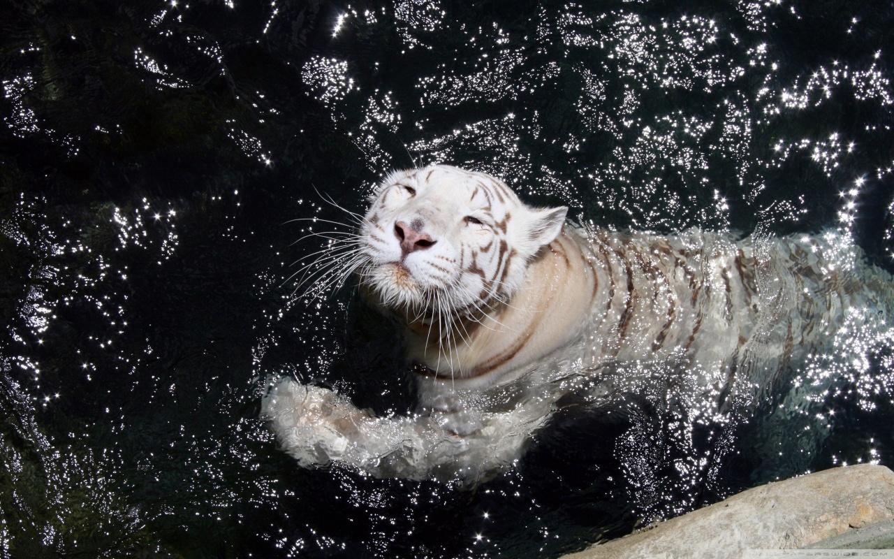 White Tiger Underwater Wallpaper