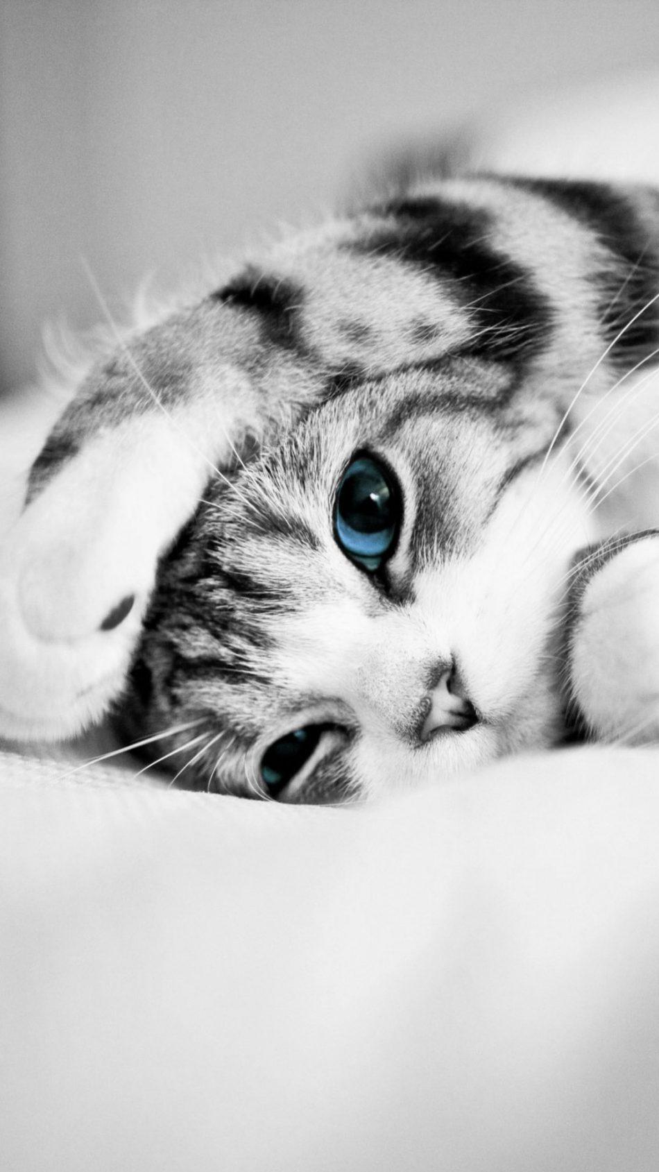 Cat Blue Eyes Wallpapers Top Free Cat Blue Eyes Backgrounds