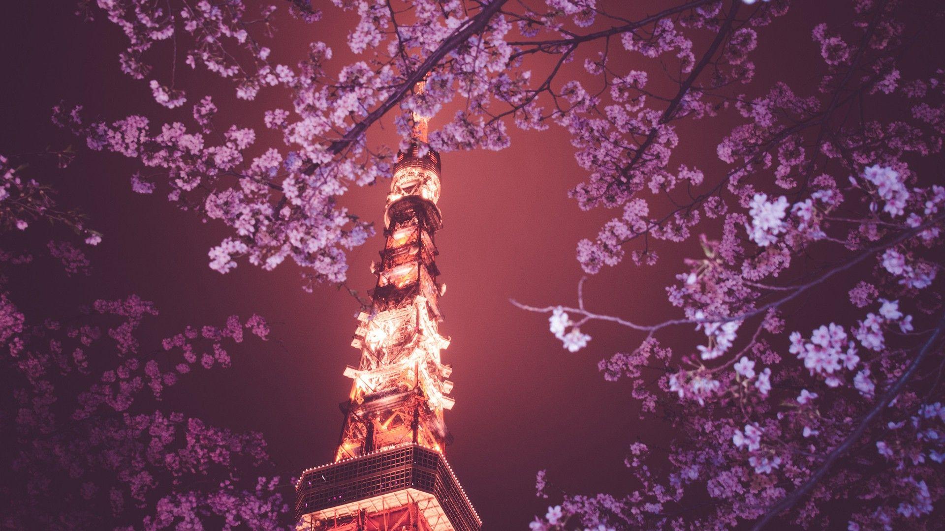 Cherry Blossom Tree at Night Wallpapers Top Free Cherry Blossom Tree