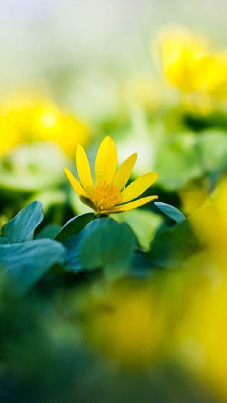 Yellow Floral iPhone Wallpapers Top Free Yellow Floral iPhone