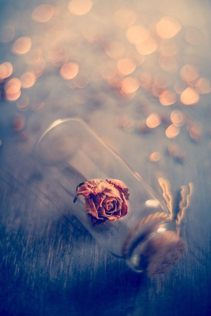 Amazing Cute Wallpapers Top Free Amazing Cute Backgrounds