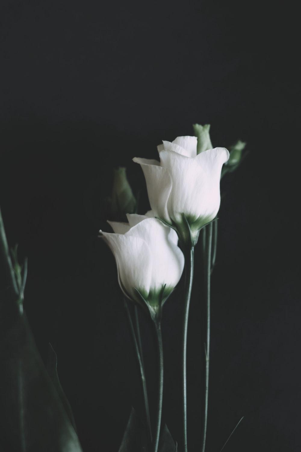 Black White Flower Wallpapers Top Free Black White Flower Backgrounds