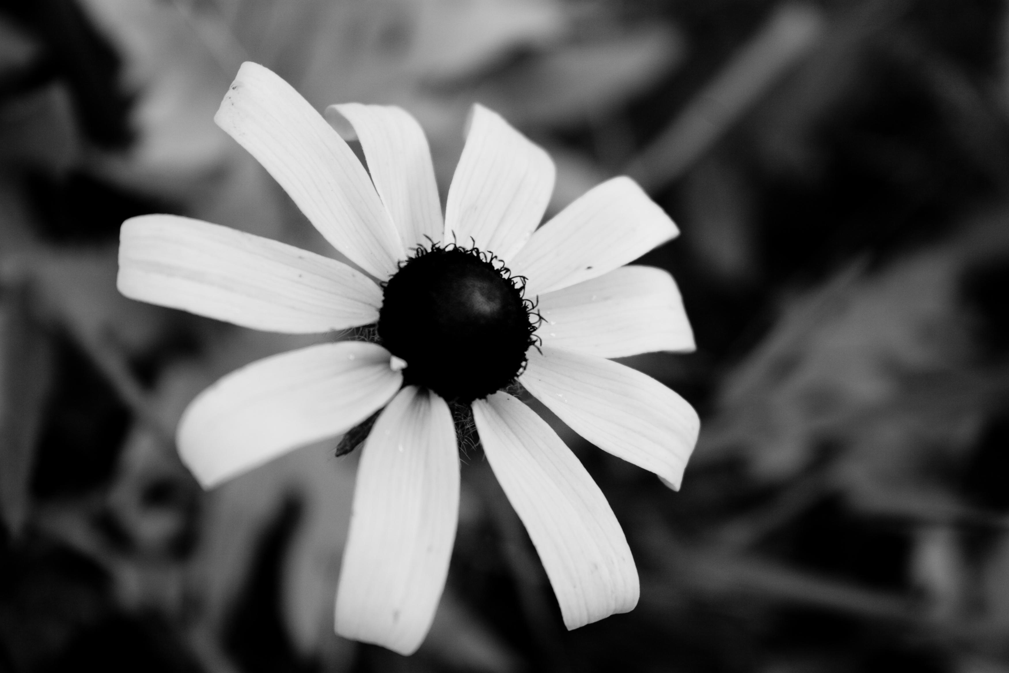 Black White Flower Wallpapers Top Free Black White Flower Backgrounds