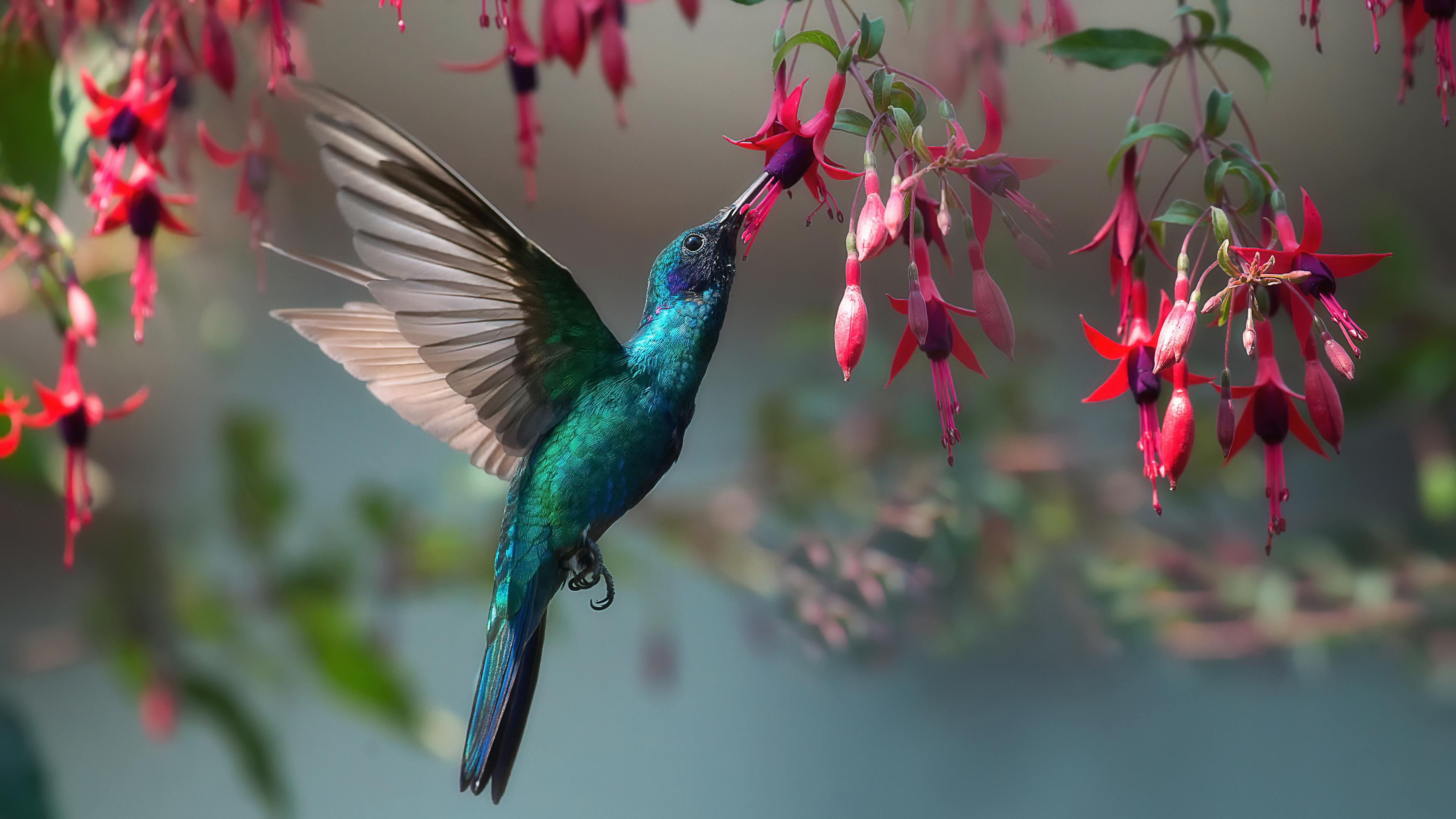 4K Hummingbird Wallpapers Top Free 4K Hummingbird Backgrounds