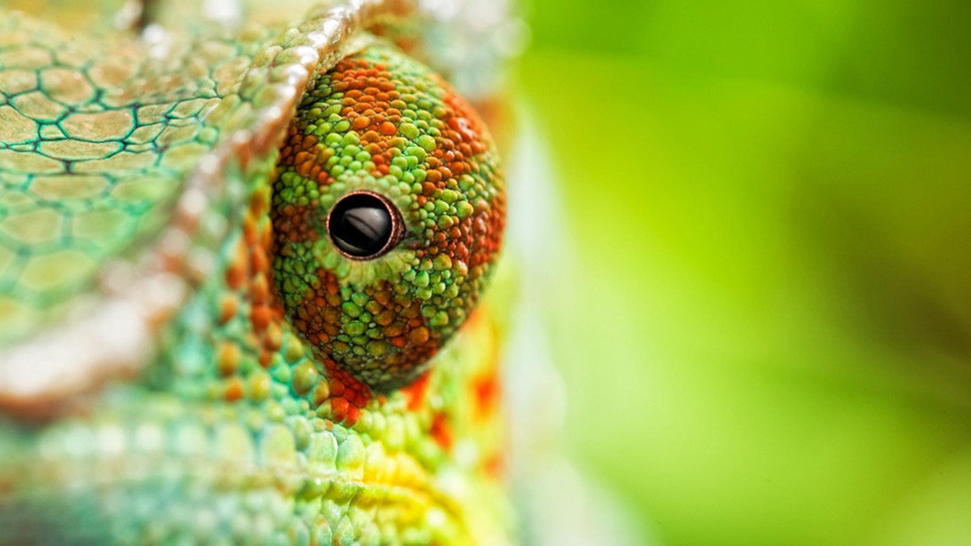 4K Chameleon Wallpapers Top Free 4K Chameleon Backgrounds