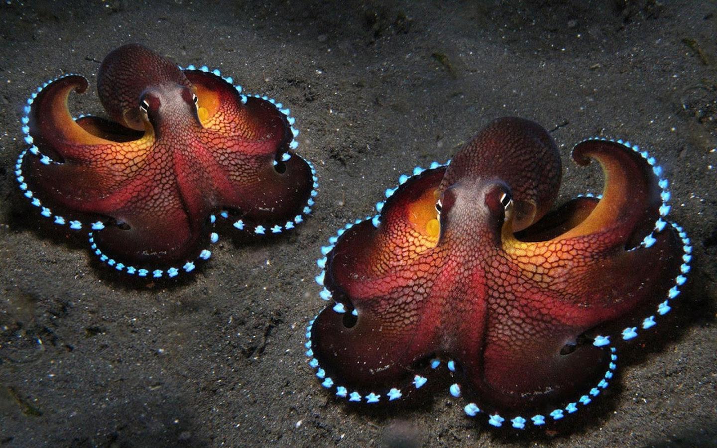 Octopus Wallpapers Top Free Octopus Backgrounds WallpaperAccess