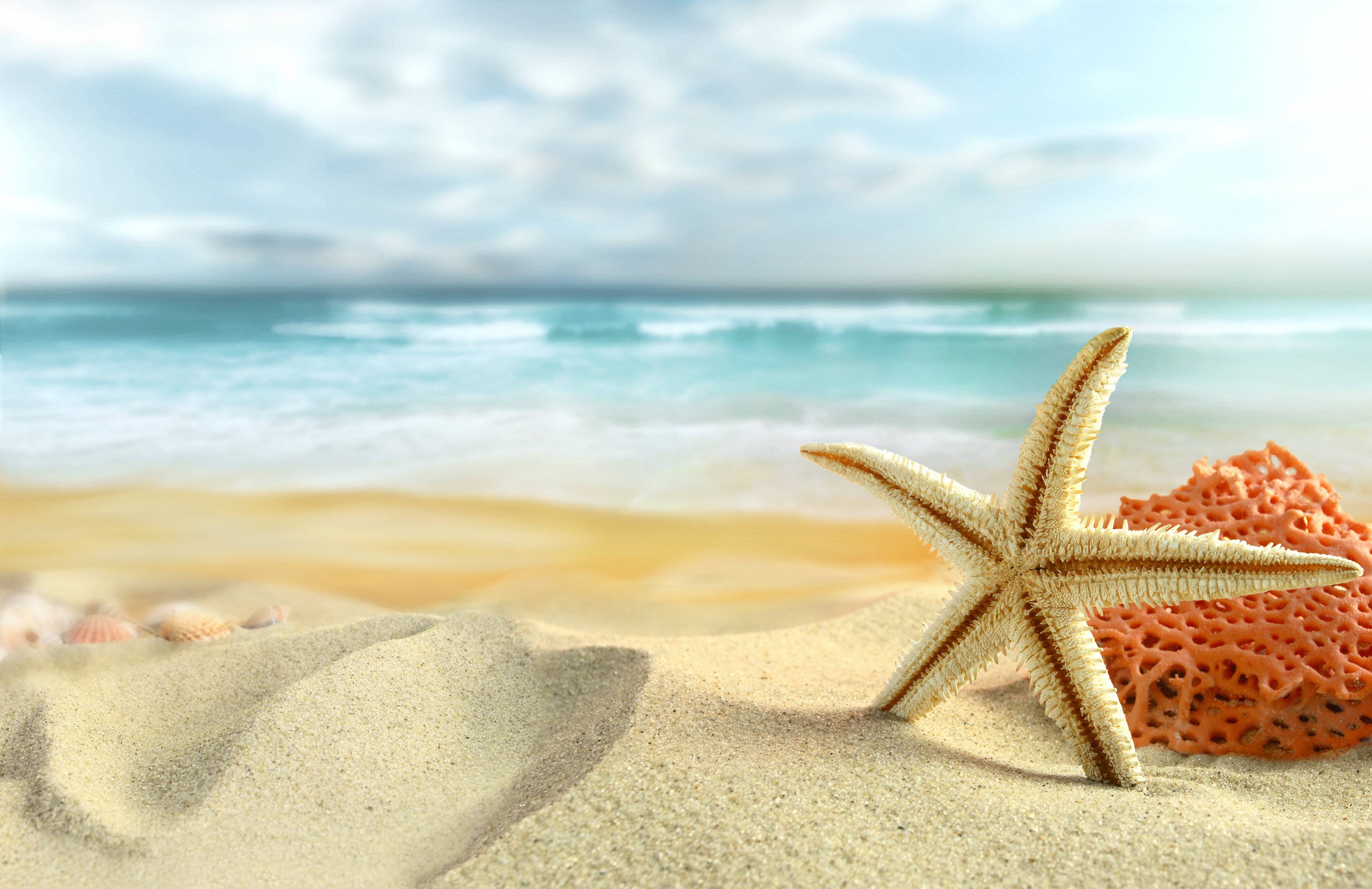 Sea Stars Wallpapers Top Free Sea Stars Backgrounds WallpaperAccess