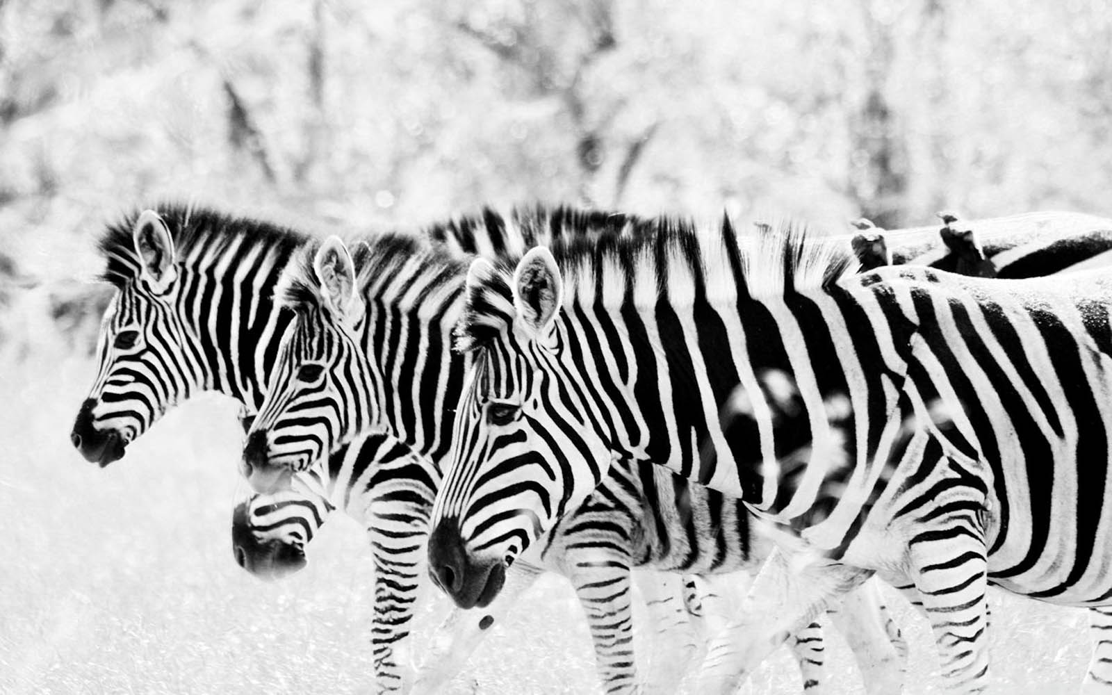 Zebra Wallpapers Top Free Zebra Backgrounds WallpaperAccess