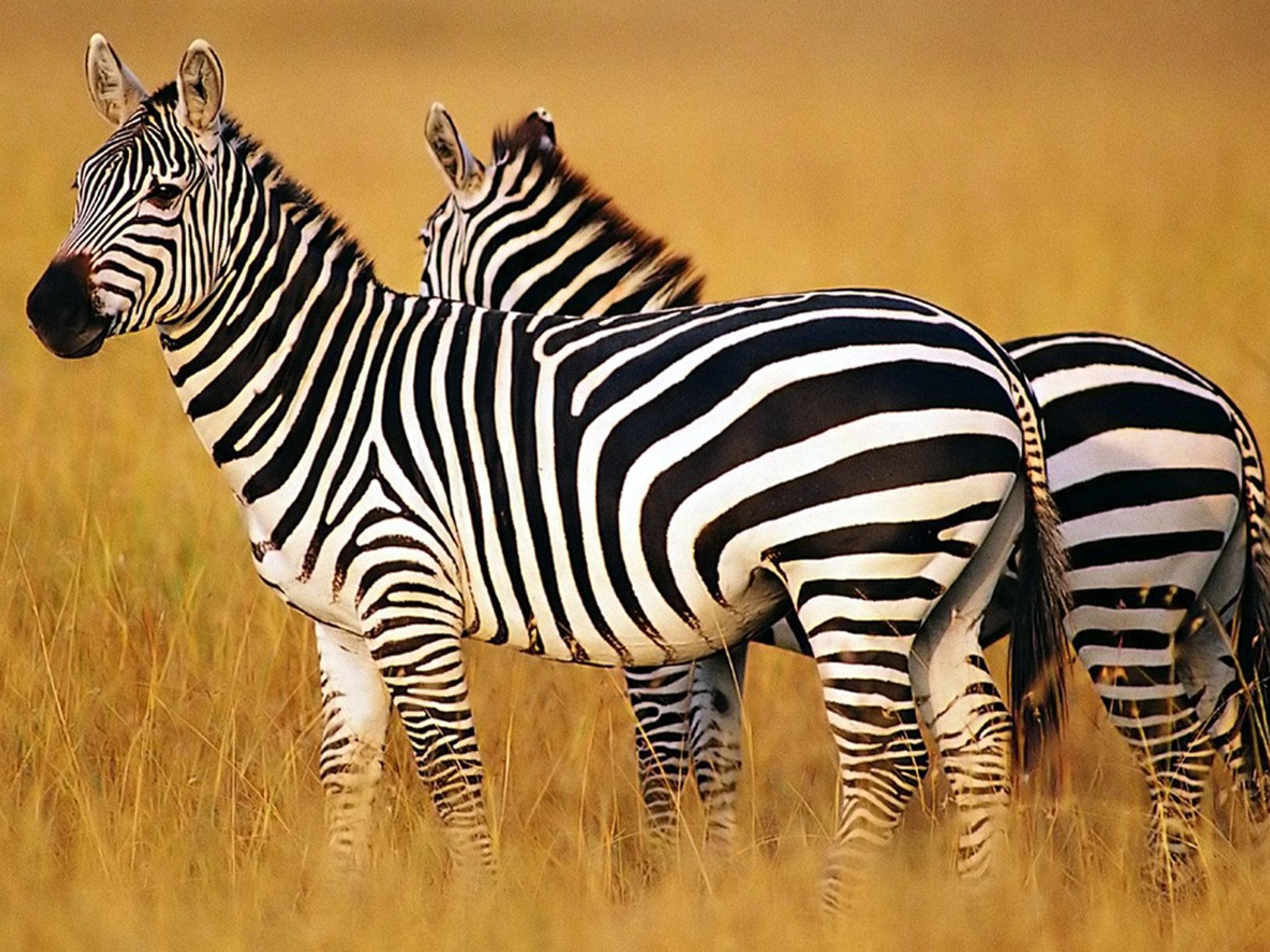 Zebra Desktop Wallpapers Top Free Zebra Desktop Backgrounds