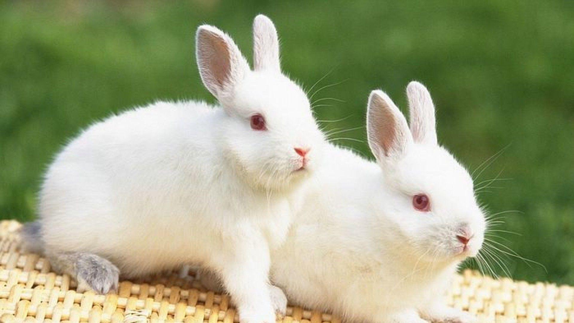 White Rabbit Wallpapers Top Nh???ng H??nh ???nh ?????p
