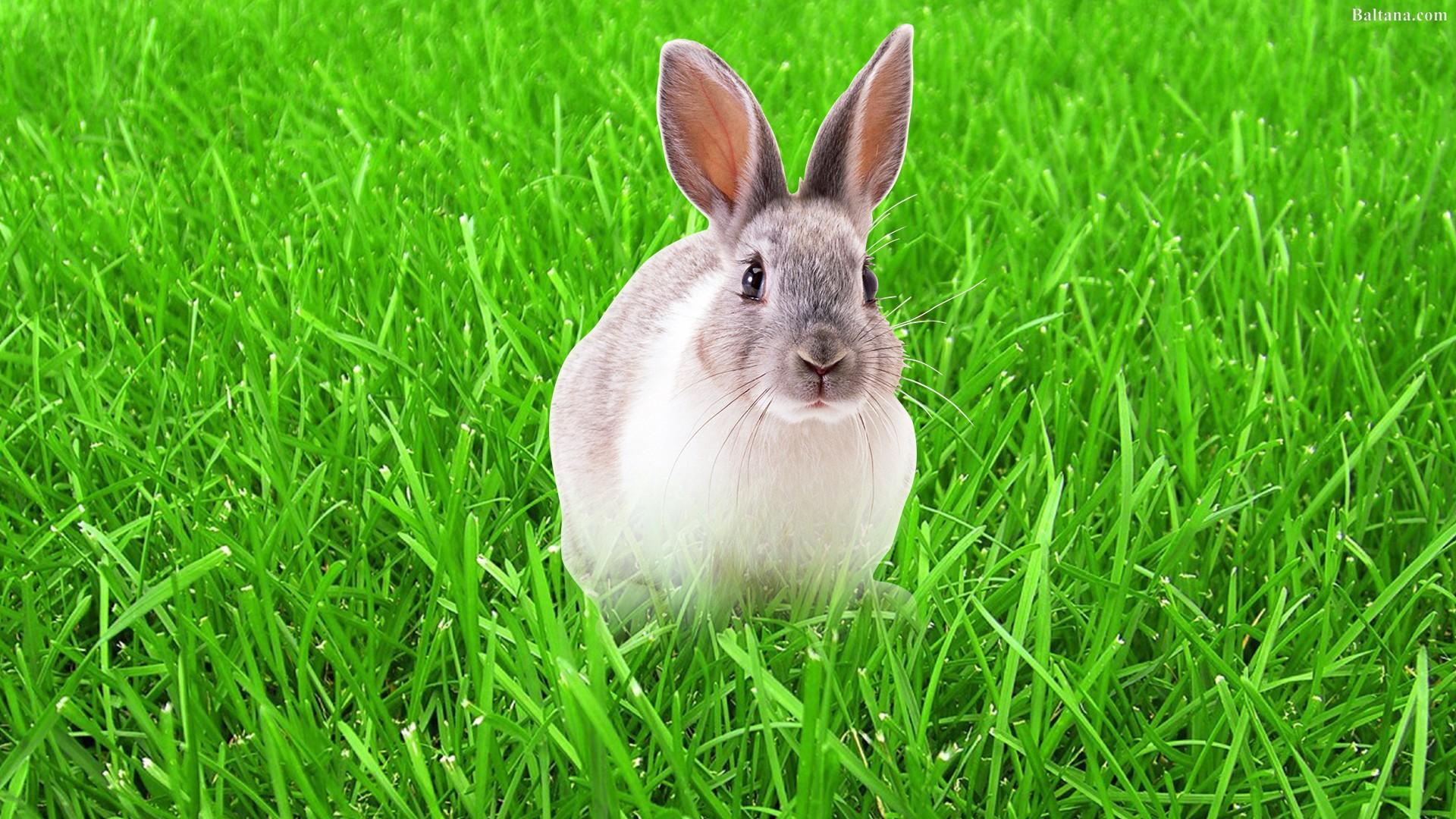 Rabbit Wallpapers Top Free Rabbit Backgrounds WallpaperAccess