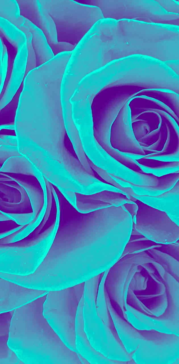 Teal Rose Wallpapers Top Free Teal Rose Backgrounds WallpaperAccess