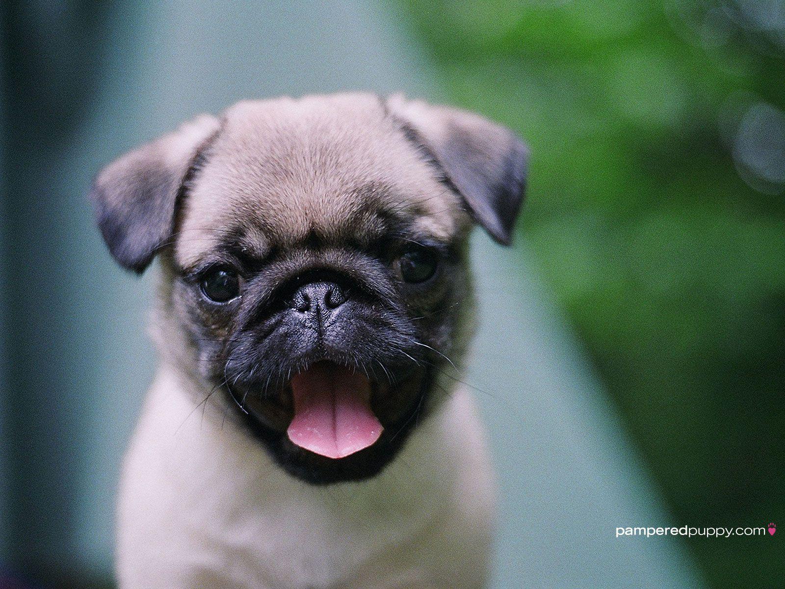 Pug Puppies Wallpapers Top Free Pug Puppies Backgrounds WallpaperAccess