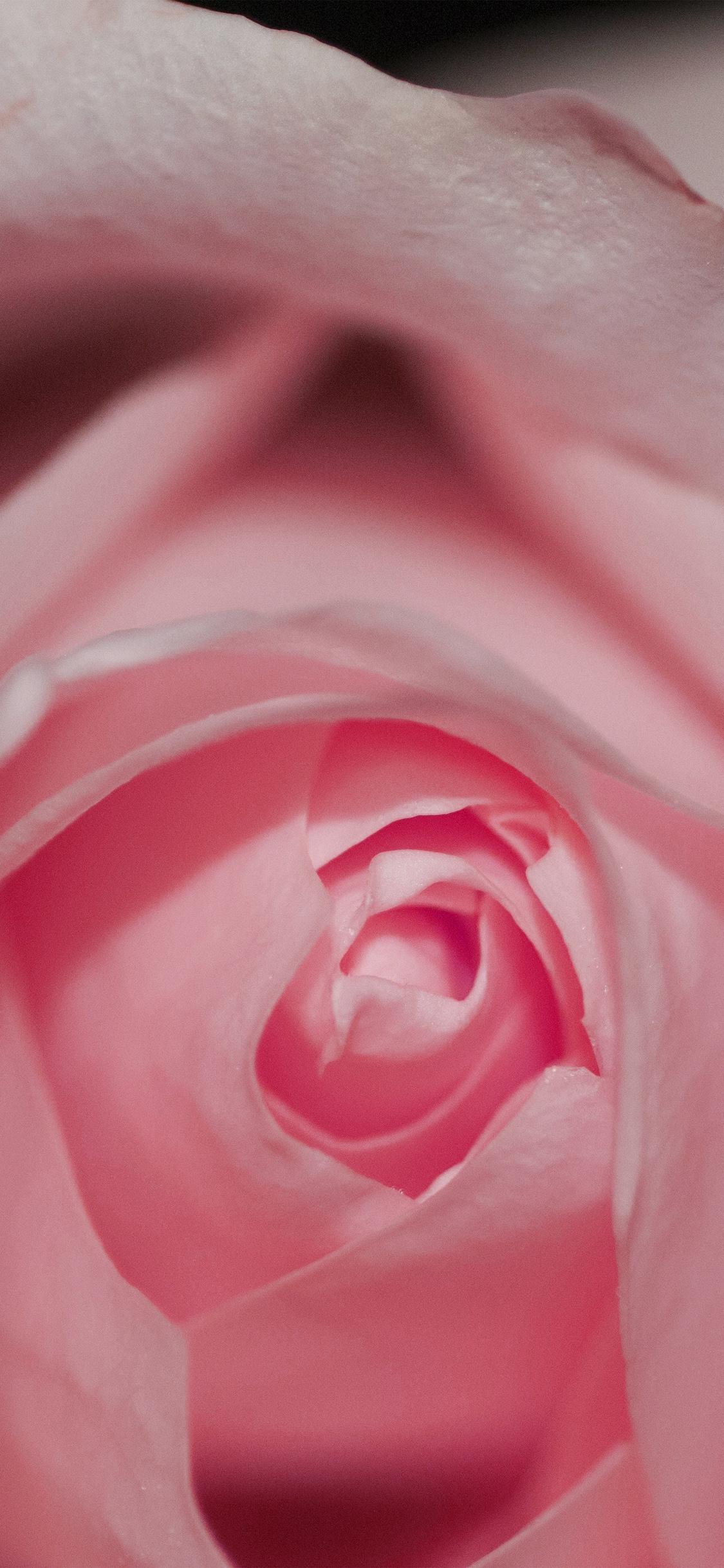 Rose Gold Flowers Wallpapers Top Free Rose Gold Flowers Backgrounds