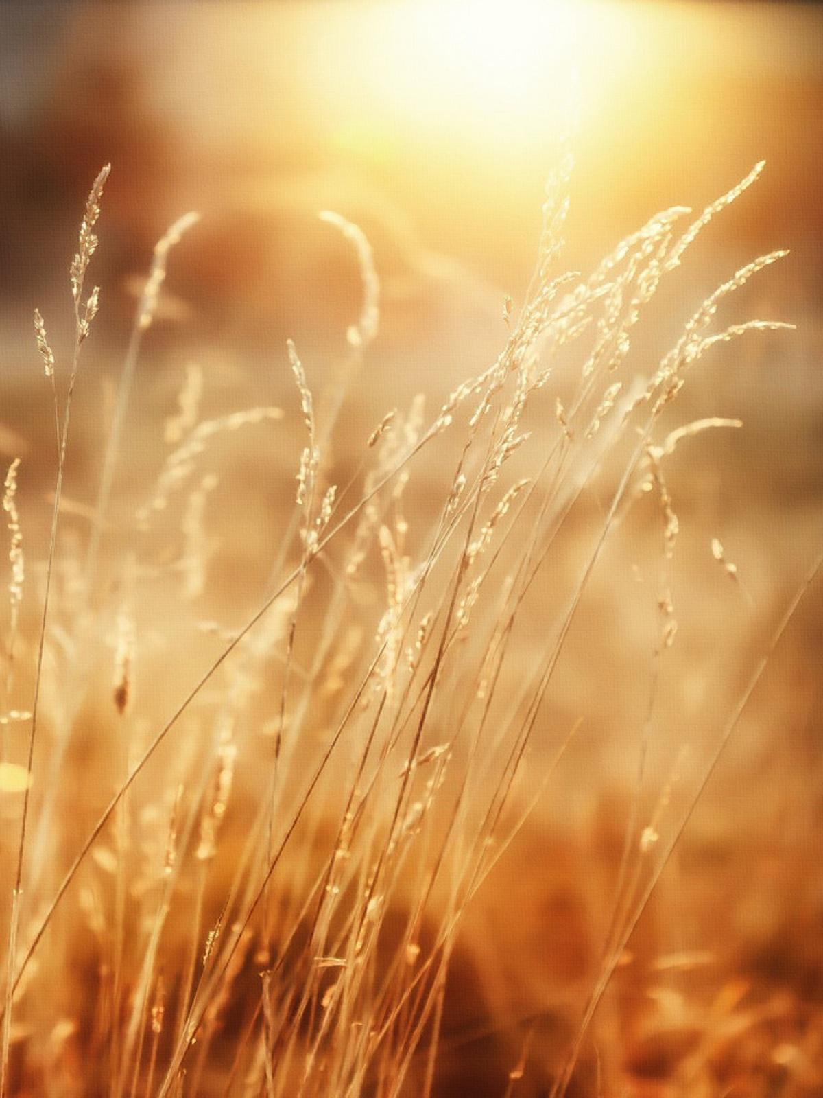 Sunshine Wallpapers Top Free Sunshine Backgrounds WallpaperAccess