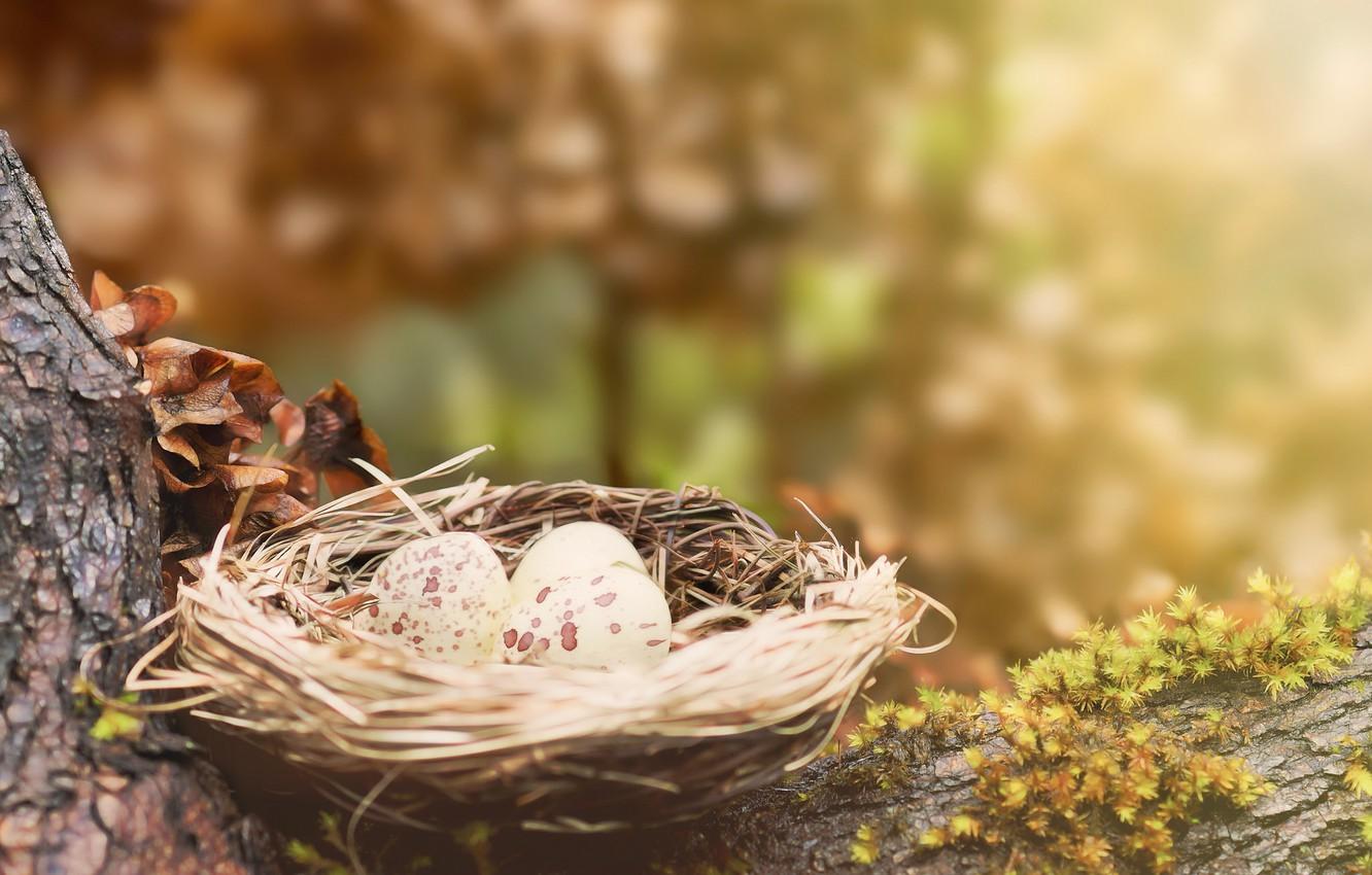 Birds Nest Wallpapers Top Free Birds Nest Backgrounds WallpaperAccess