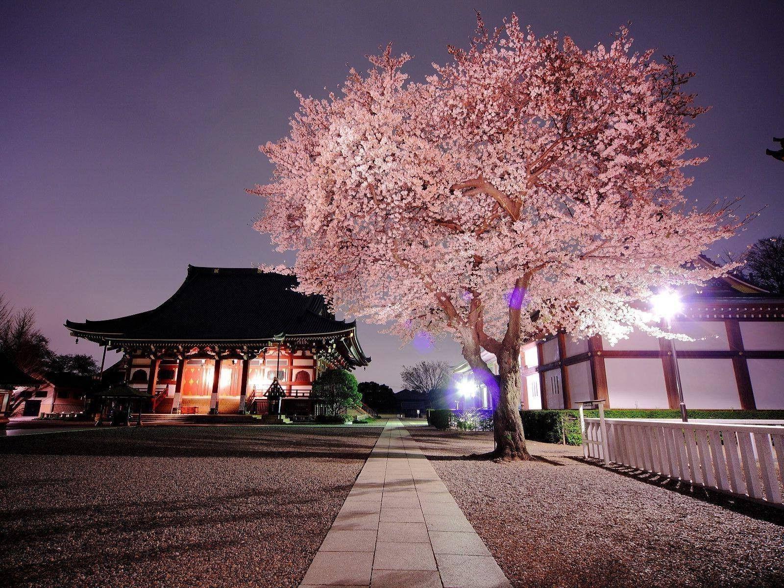 Japan Cherry Blossom Wallpapers Top Free Japan Cherry Blossom