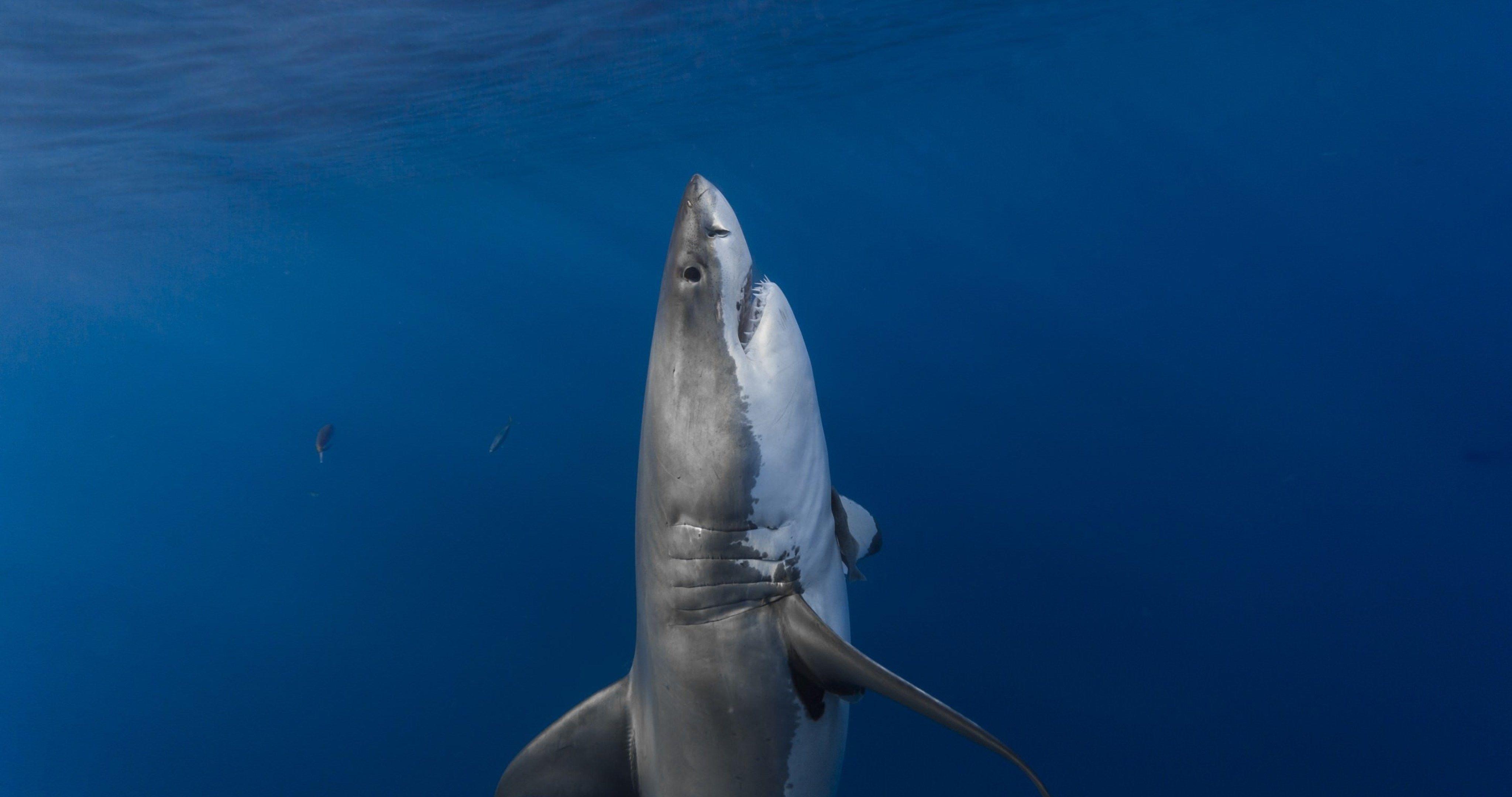Shark 4K Wallpapers Top Free Shark 4K Backgrounds WallpaperAccess