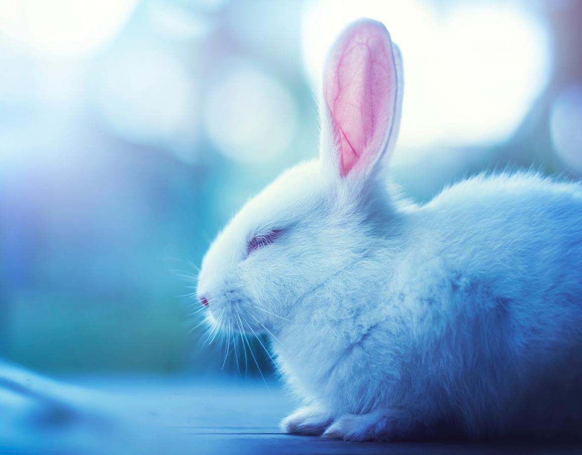 Blue Bunny Wallpapers Top Free Blue Bunny Backgrounds WallpaperAccess