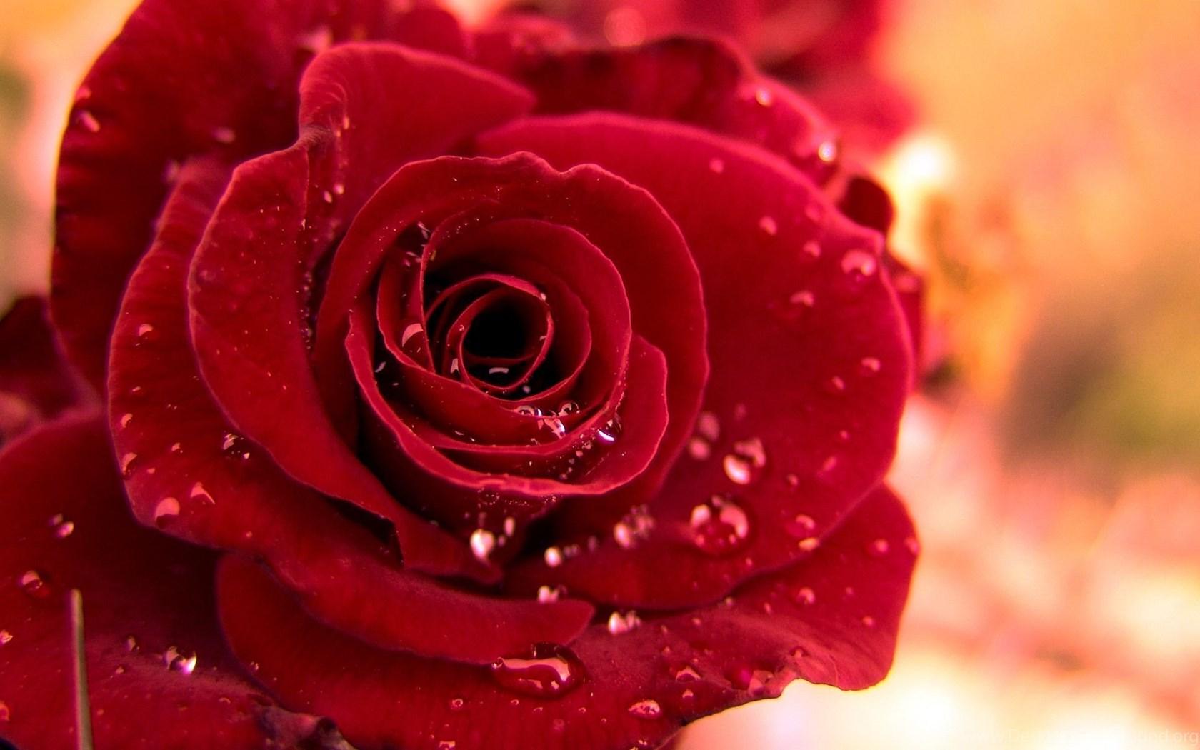 Red Roses Laptop Wallpapers Top Free Red Roses Laptop Backgrounds