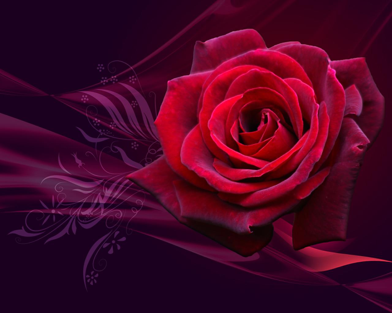 Red Roses Laptop Wallpapers Top Free Red Roses Laptop Backgrounds