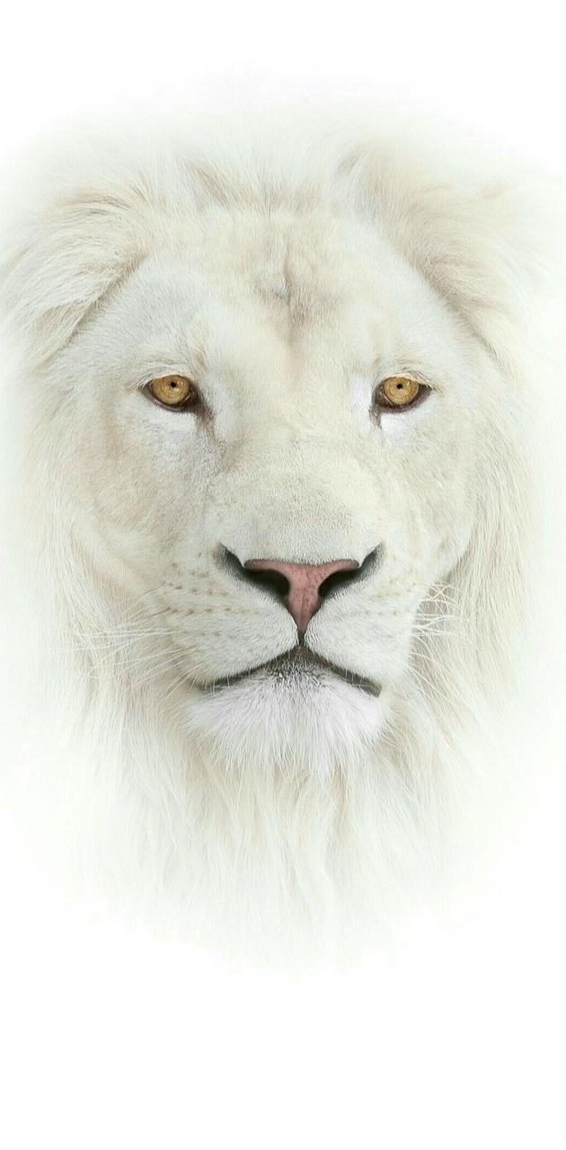 White Lion iPhone Wallpapers Top Free White Lion iPhone Backgrounds WallpaperAccess