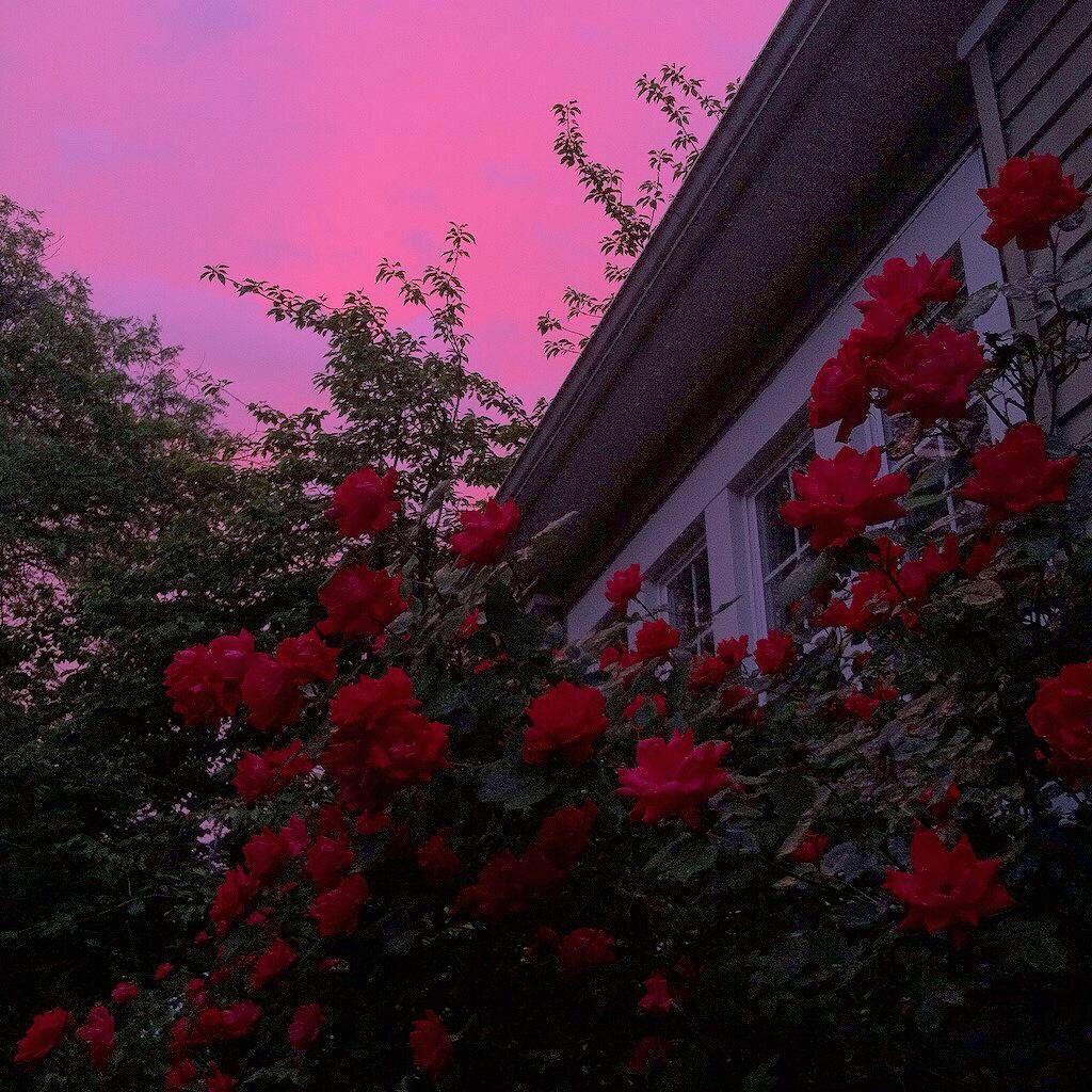 Grunge Rose Aesthetic Desktop Wallpapers Top Free Grunge Rose