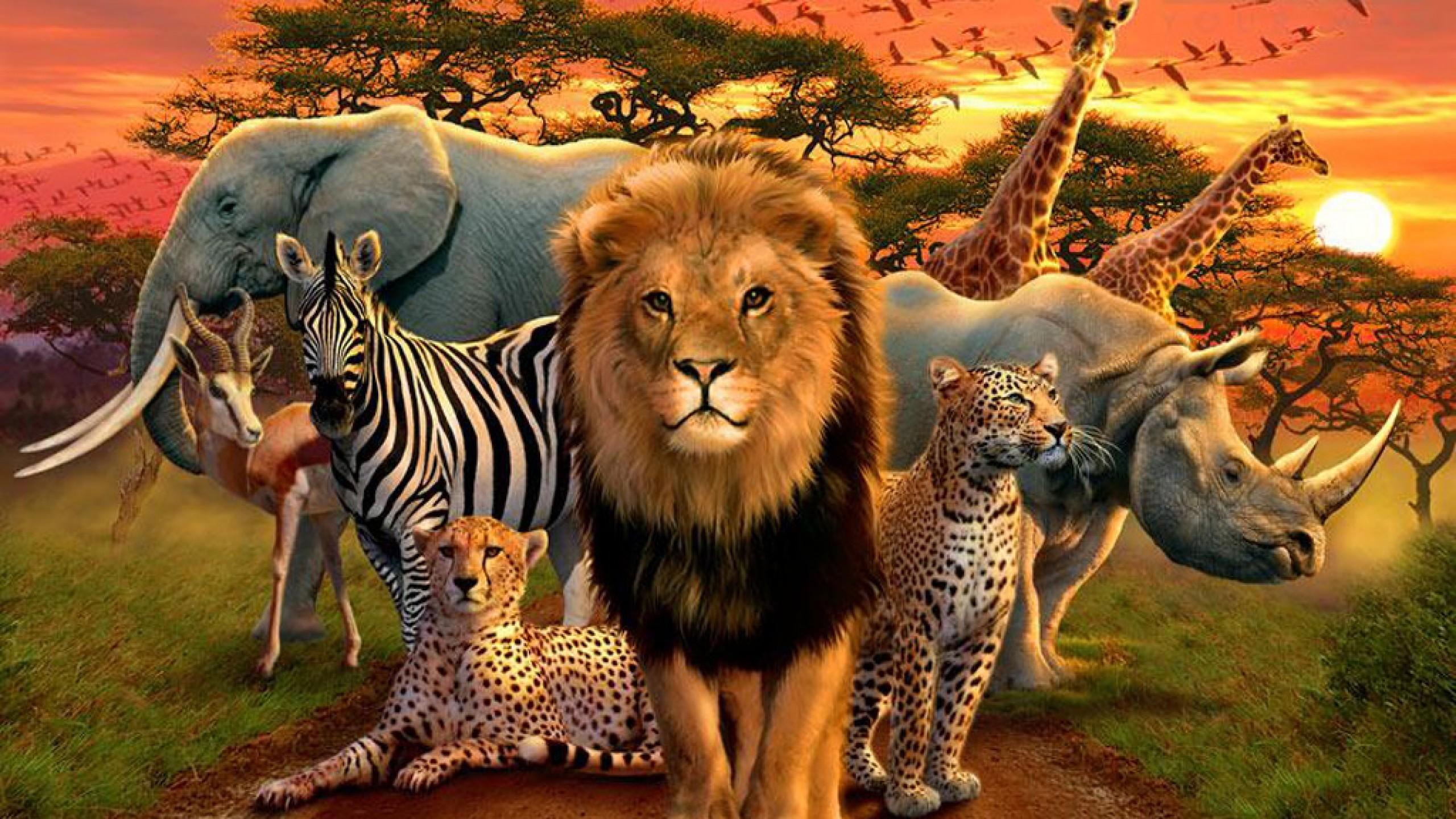 Safari Animals Wallpapers Top Free Safari Animals Backgrounds